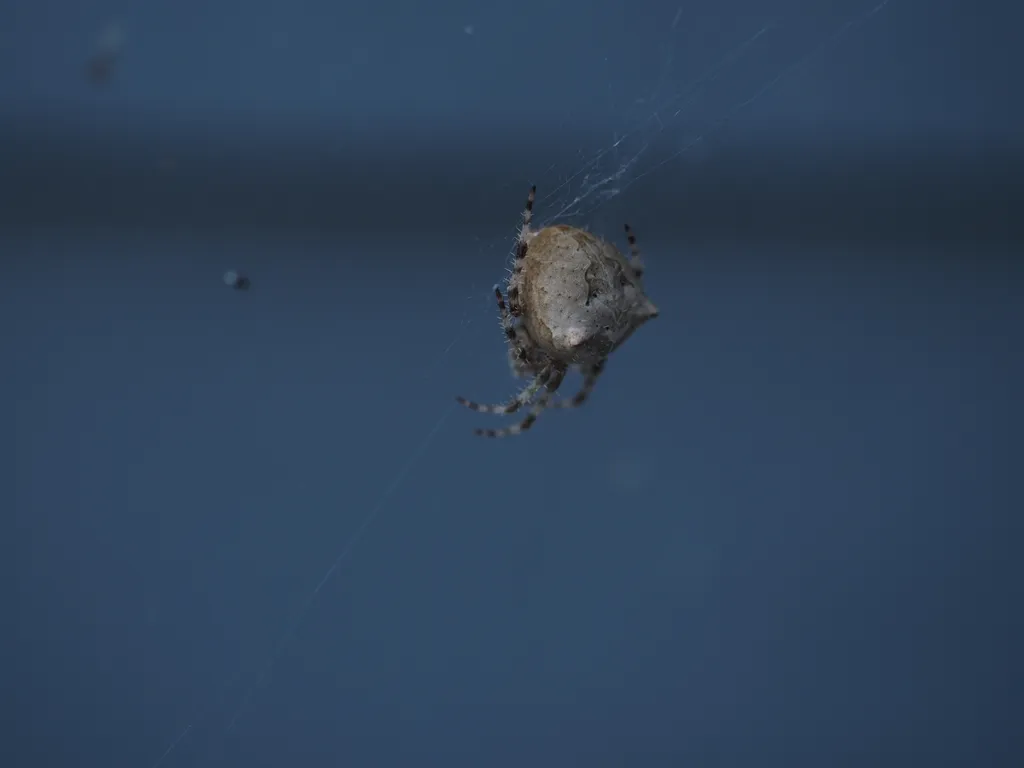 a spider on their web
