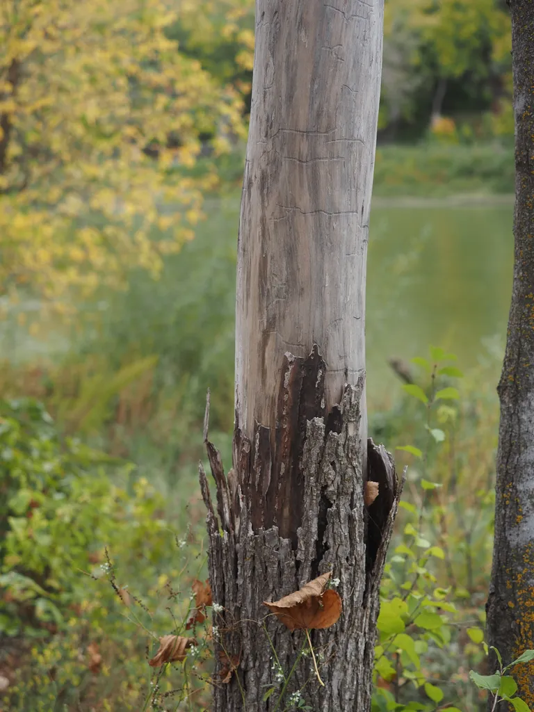 a tree with much of its bark stripped