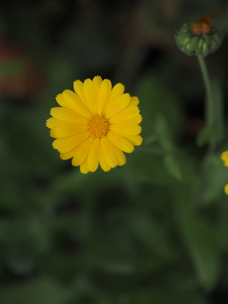 a bright yellow flower