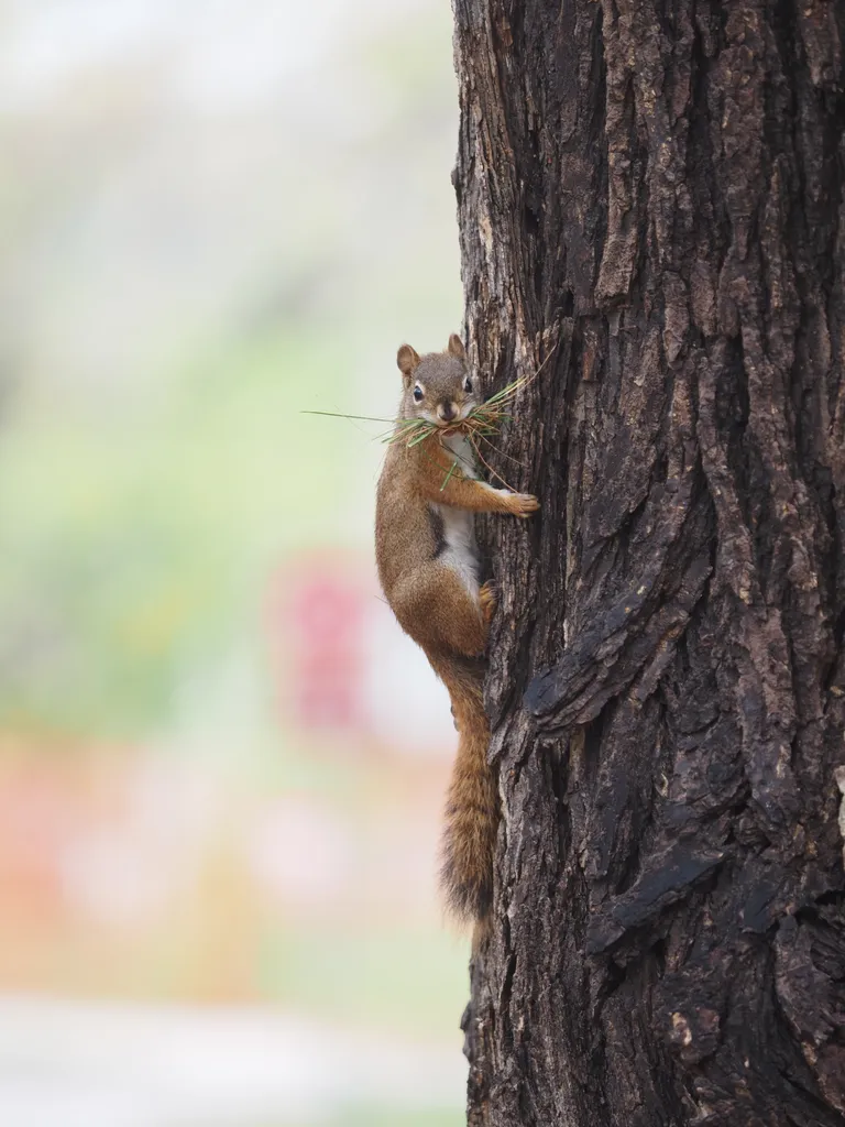 a squirrel on a tree with a mouthful of grass