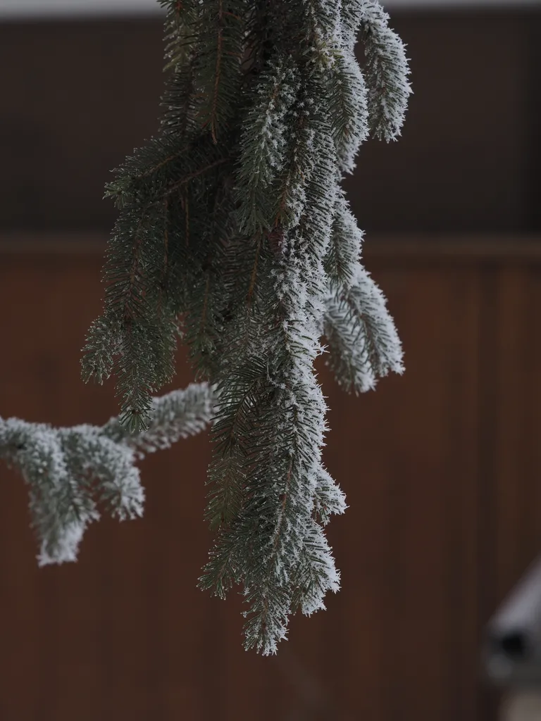 frost on one side of a pine branch