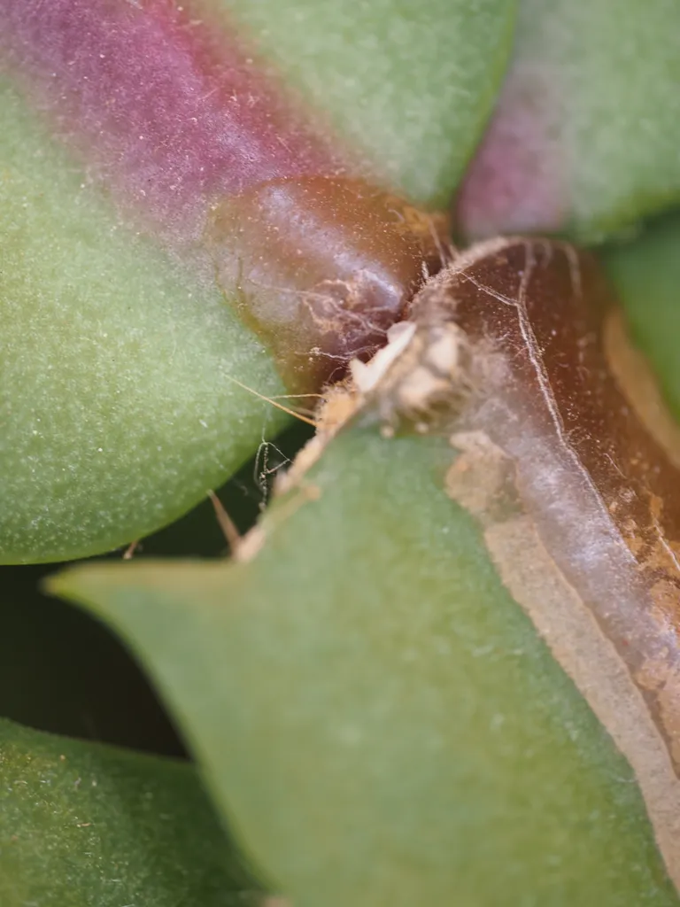 the 'joint' of a section of a christmas cactus