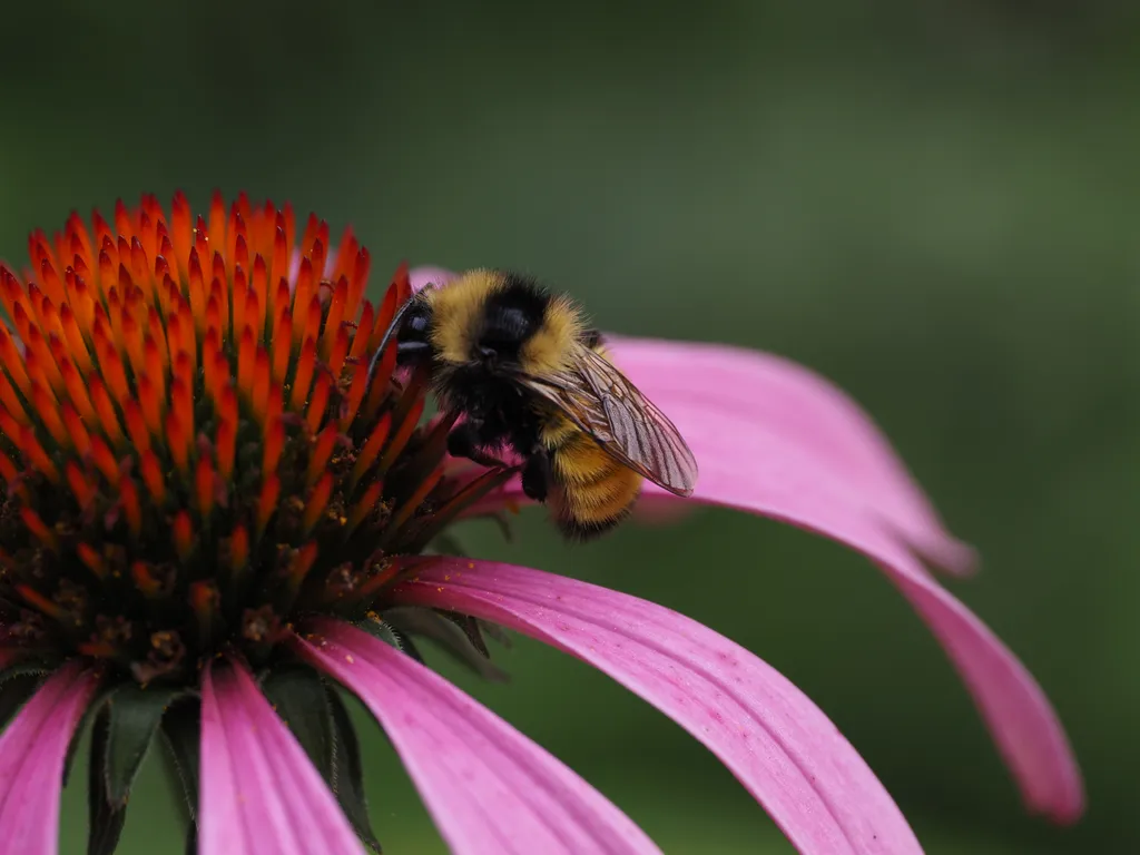 a bee on a flower