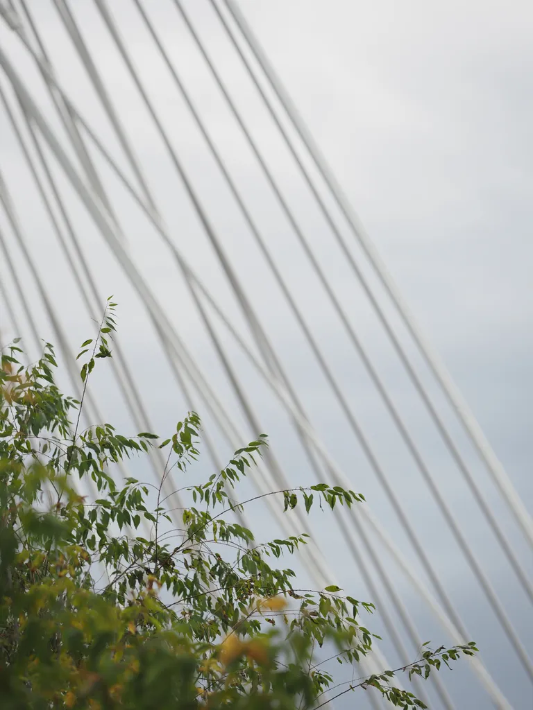 the cables of a suspension bridge visible behind a tree