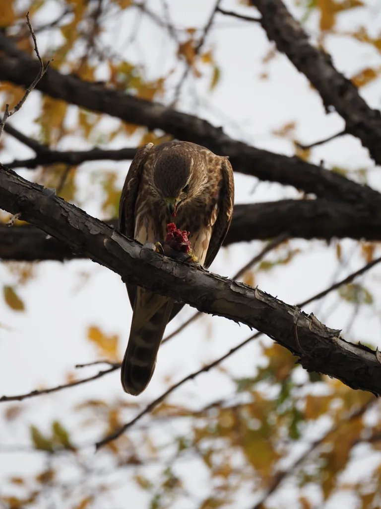 a hawk eating a bird in a tree