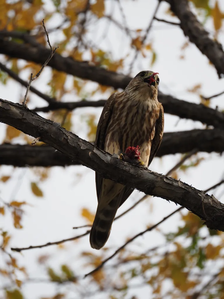 a hawk eating a bird in a tree