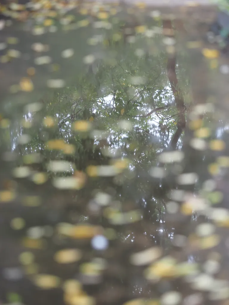 trees reflected in a leaf-covered puddle