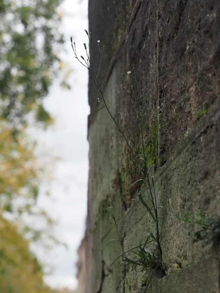 white flowers growing out of a stone wall