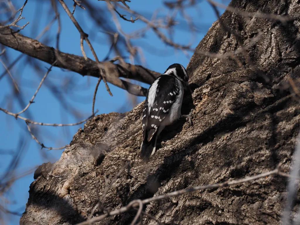 a woodpecker in a tree