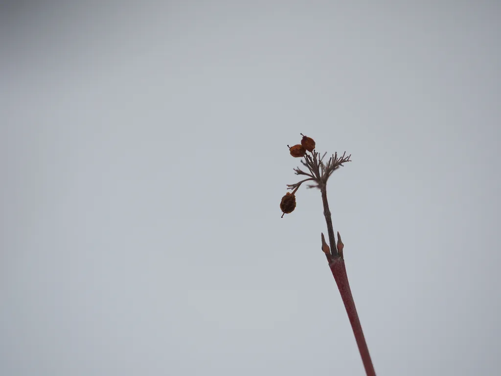 berries at the end of a branch