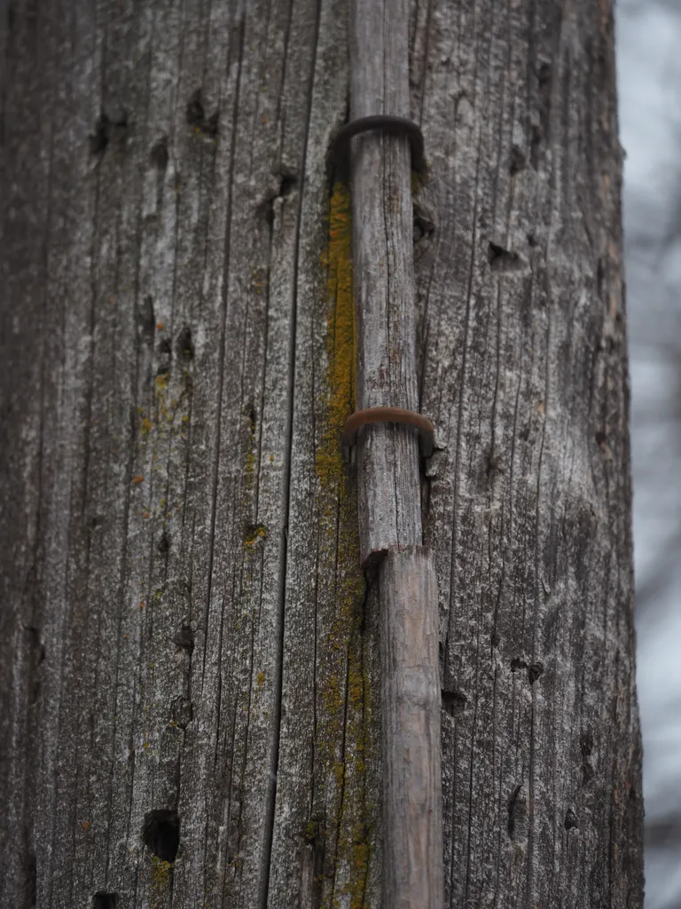 lichen growing behind wood attached to a utility pole