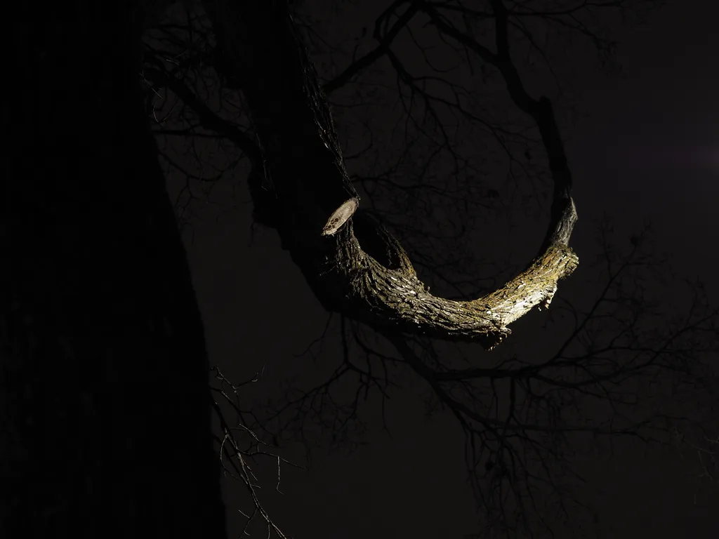 the branch of a tree lit up at night