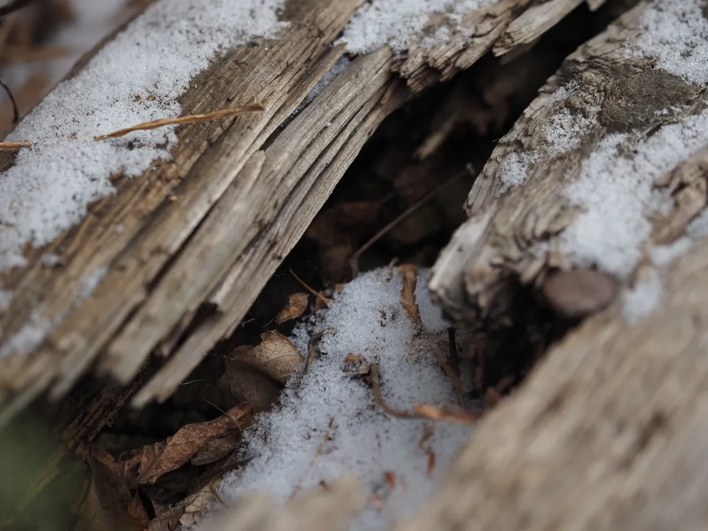 snow in a decaying wooden beam