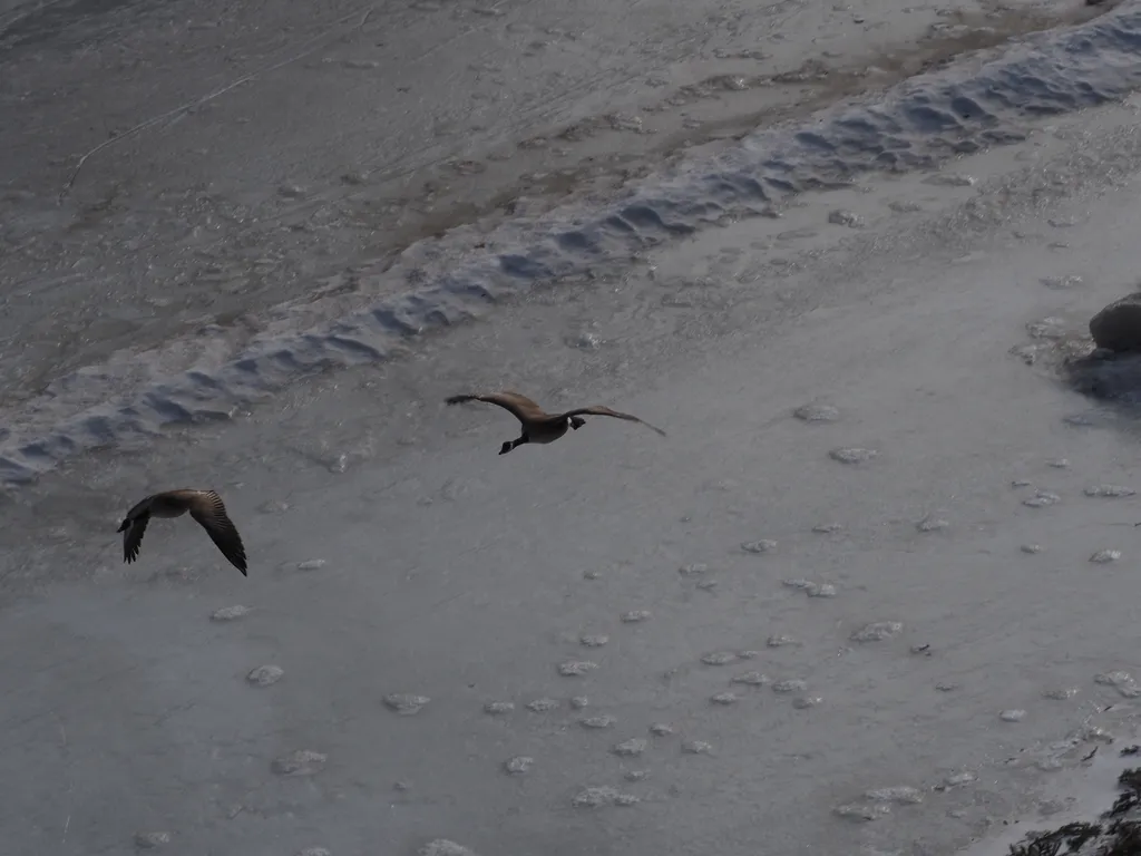 geese flying over the remains of the river trail