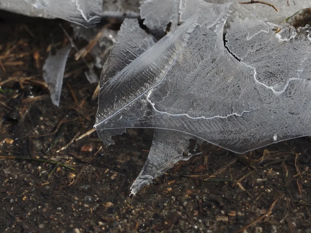 a thin sheet of ice on a puddle