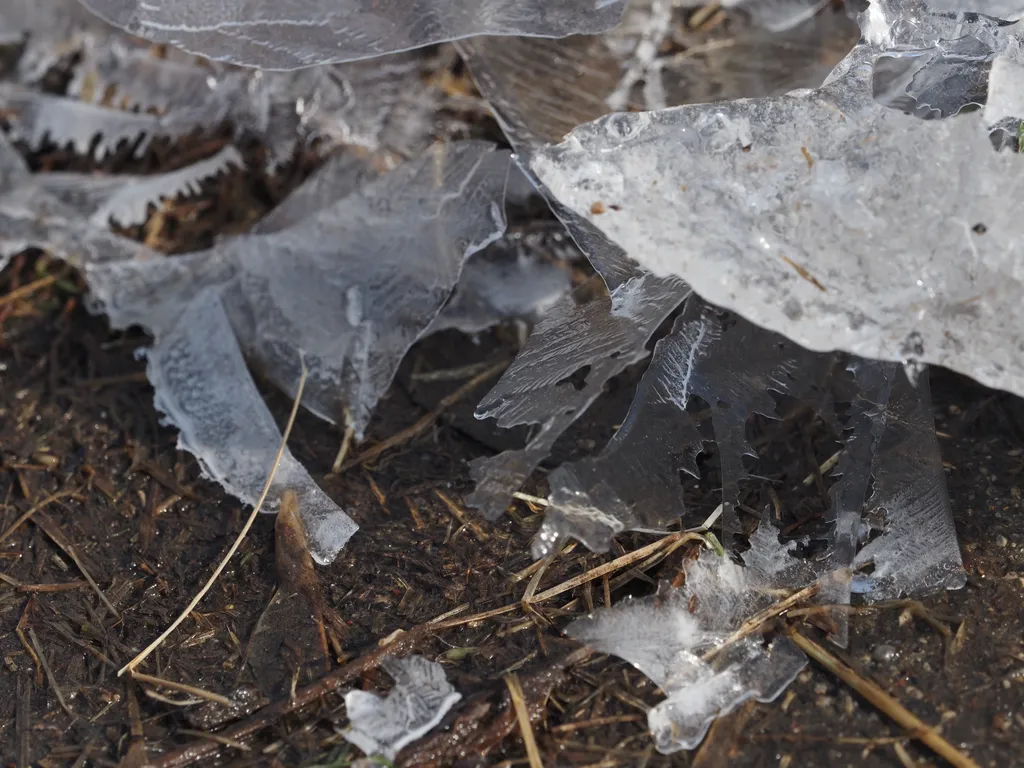 a thin sheet of ice on a puddle