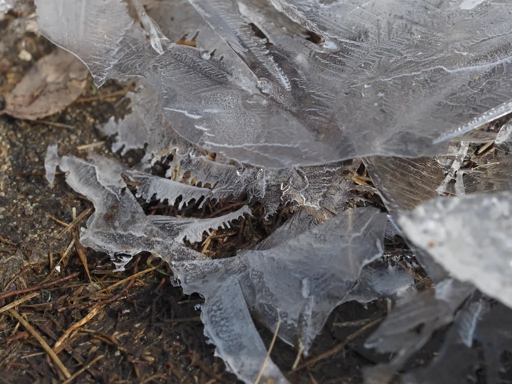 a thin sheet of ice on a puddle