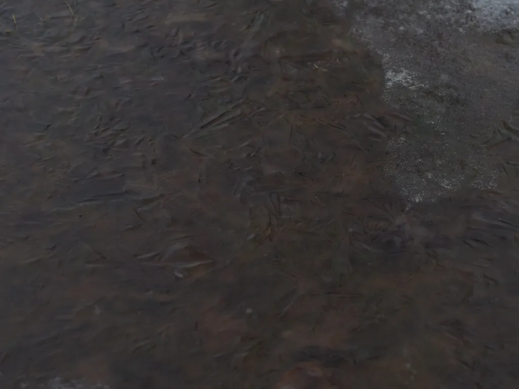 a thin layer of ice on a puddle