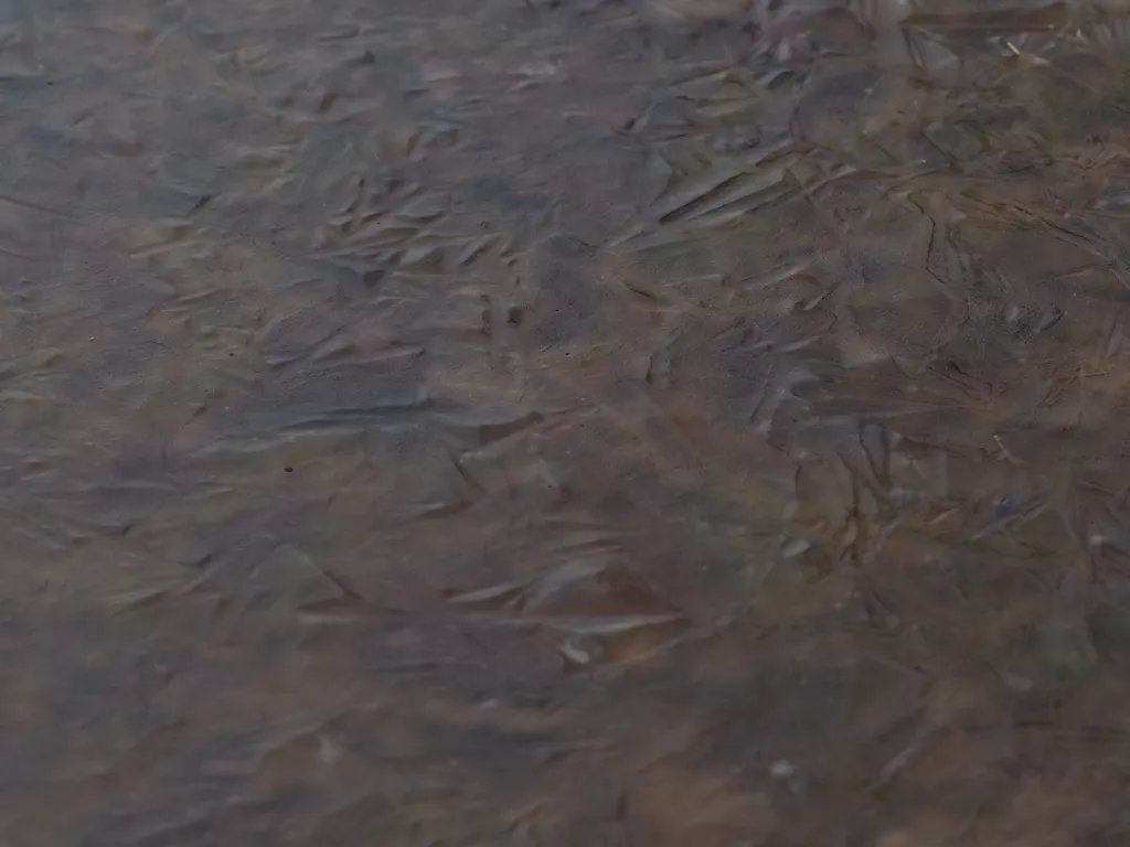 a thin layer of ice on a puddle