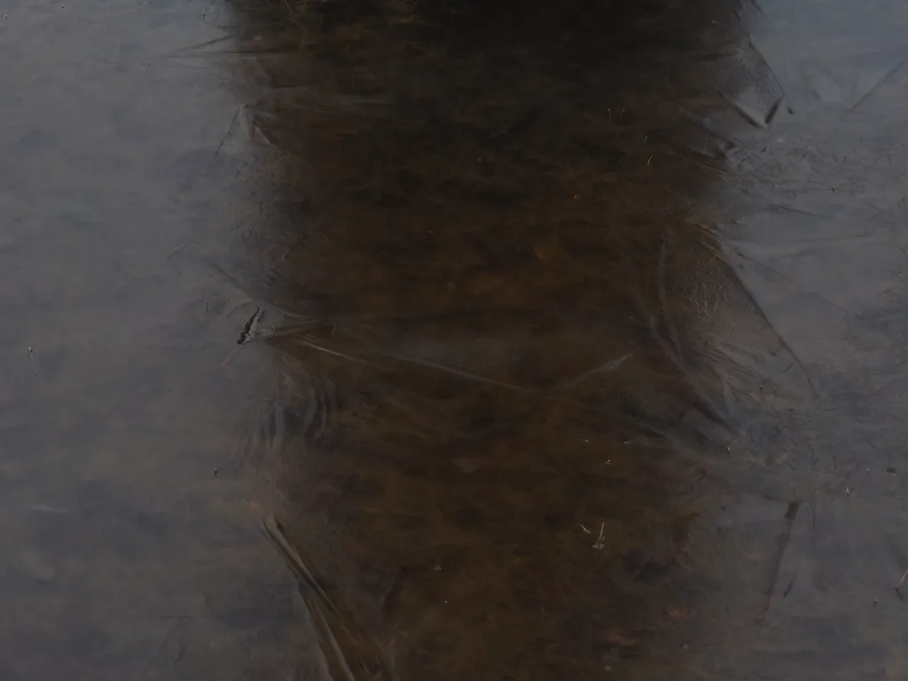 a thin layer of ice on a puddle