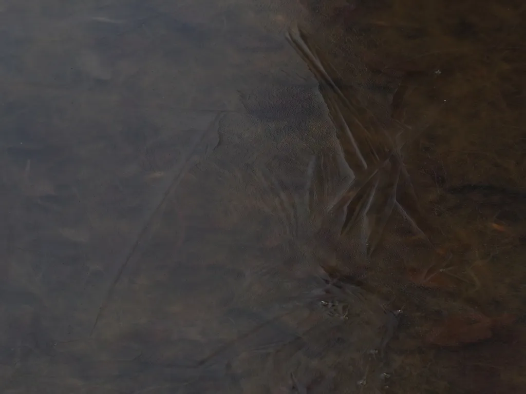 a thin layer of ice on a puddle