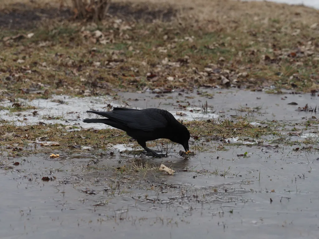 a crow eating food by a puddle