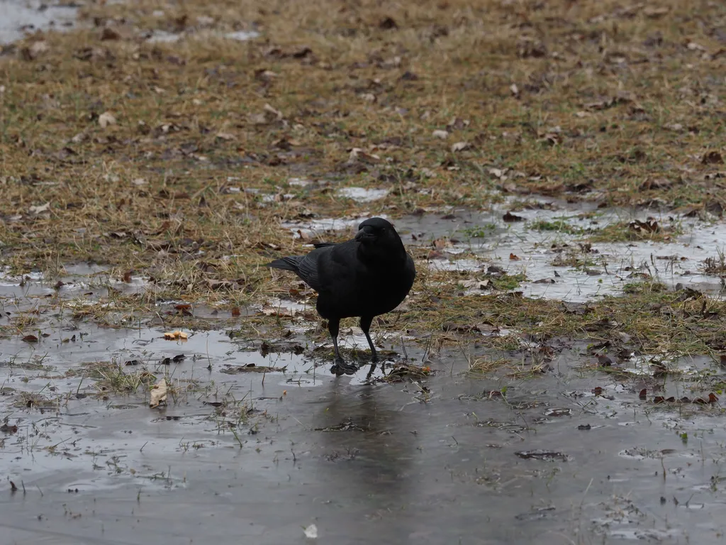 a crow eating food by a puddle