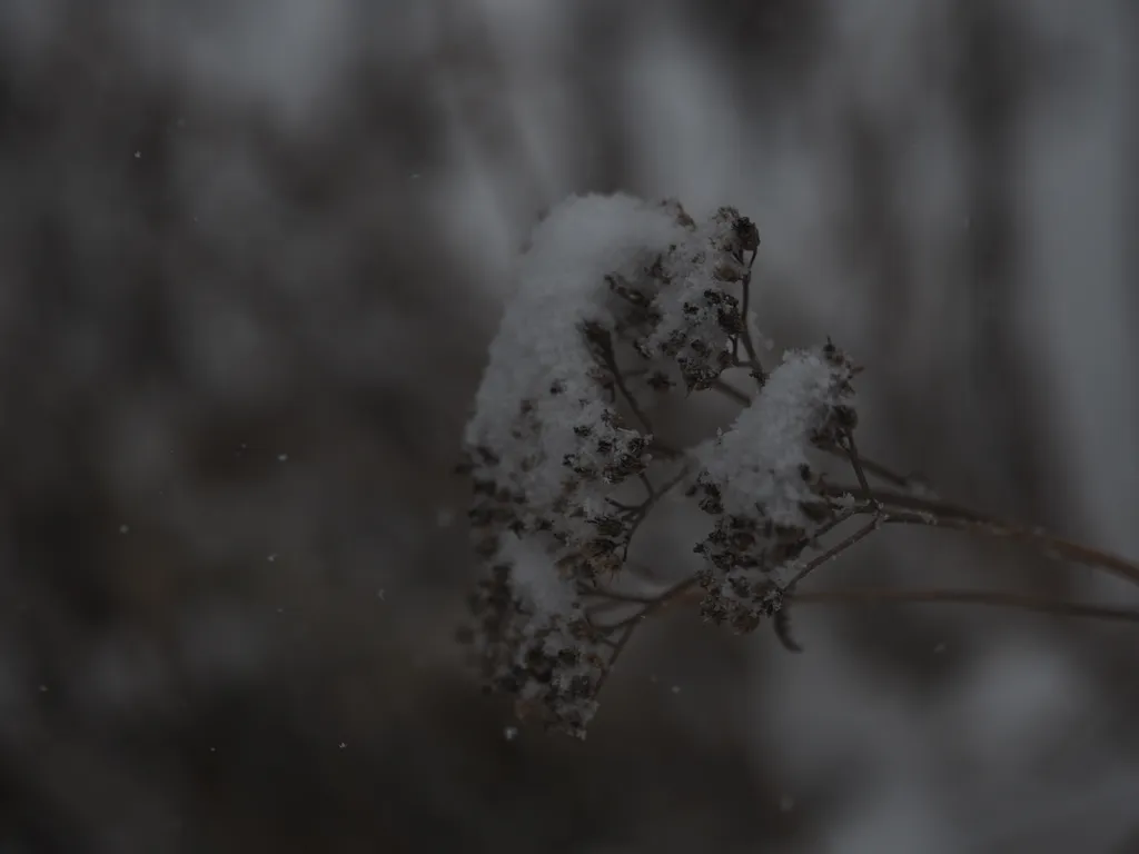 fresh snow on a plant