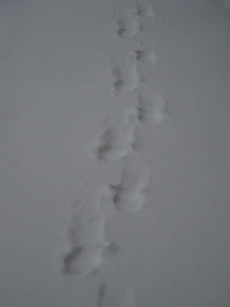 footprints in snow (not my own)