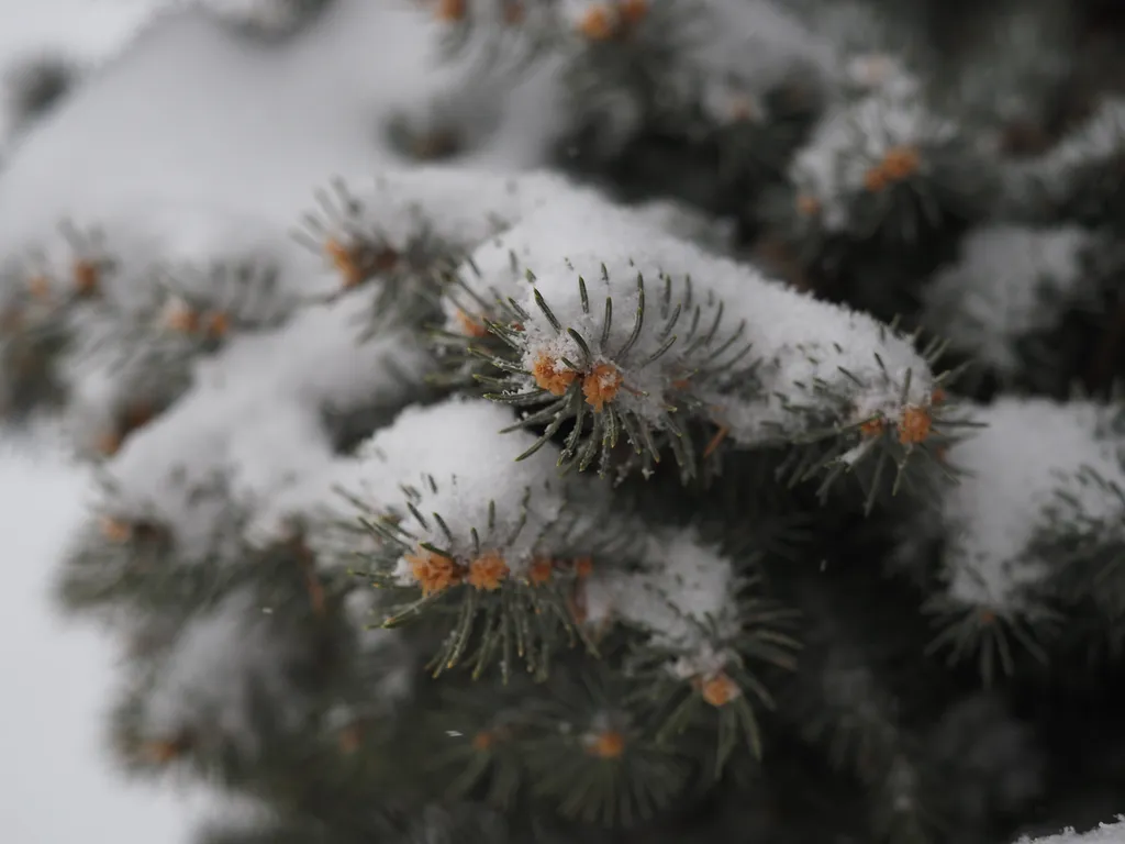 fresh snow on pine branches