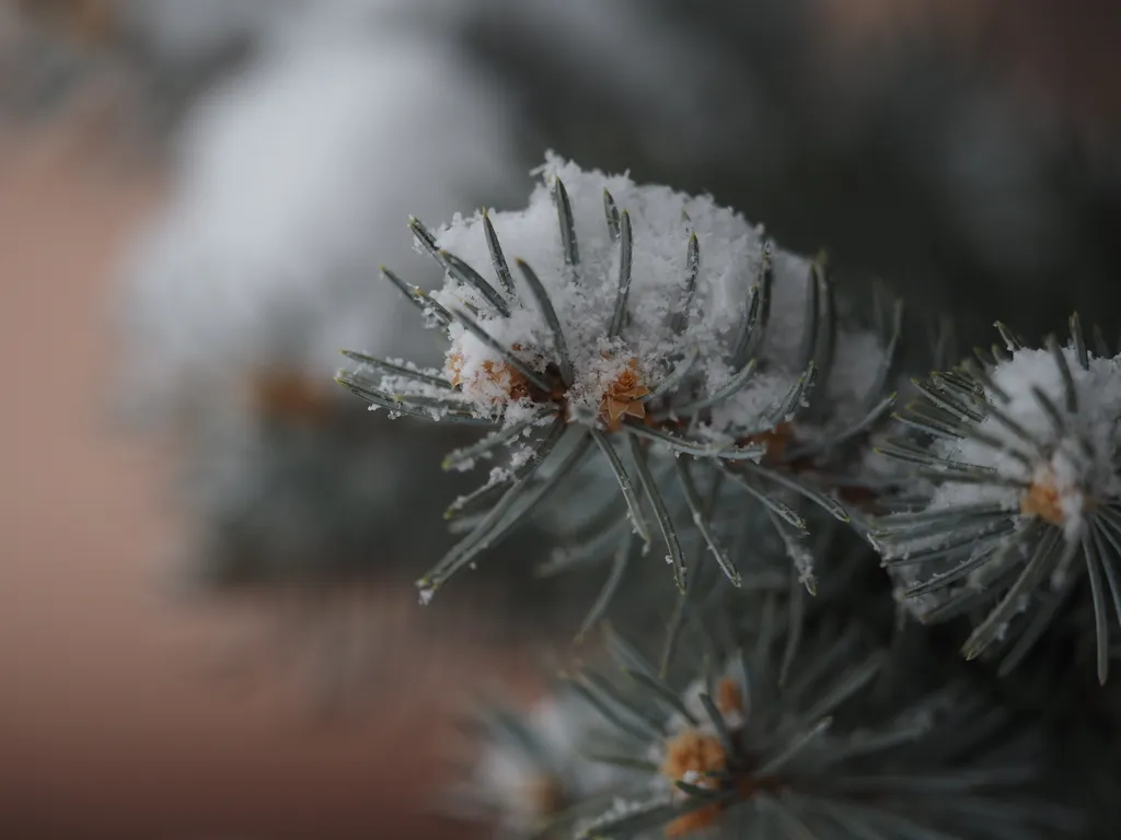 fresh snow on pine branches