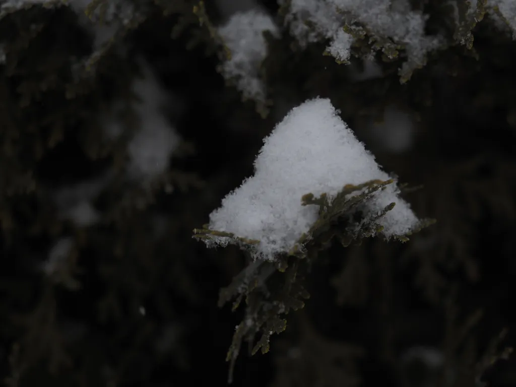 fresh snow on branches