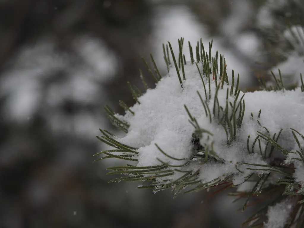 snow on a branch