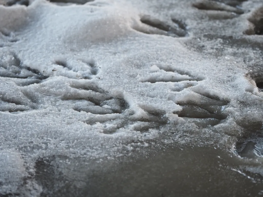 gooseprints in the snow