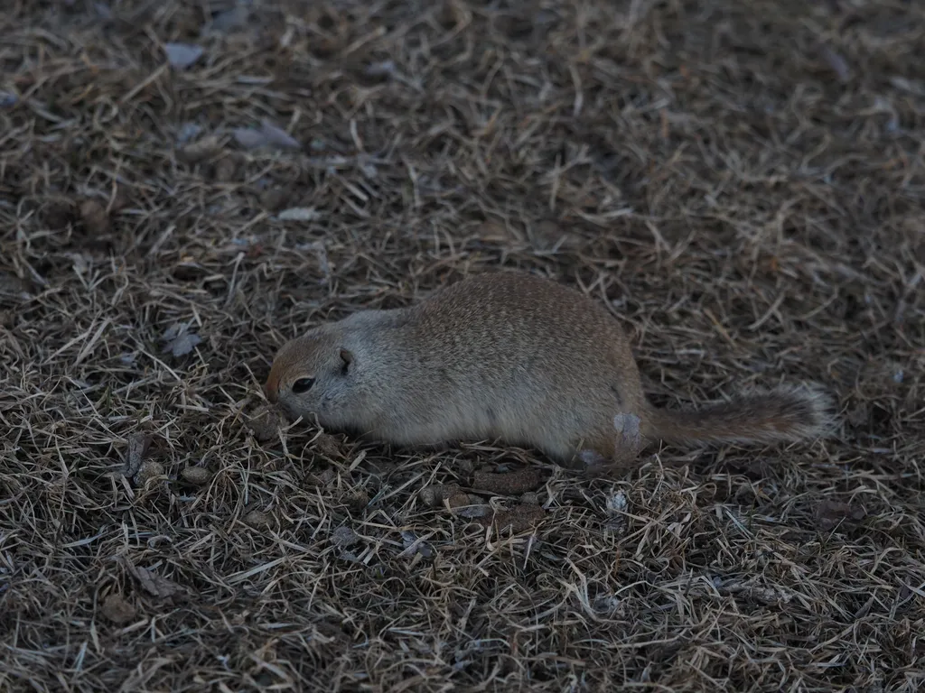 a ground squirrel in  the grass