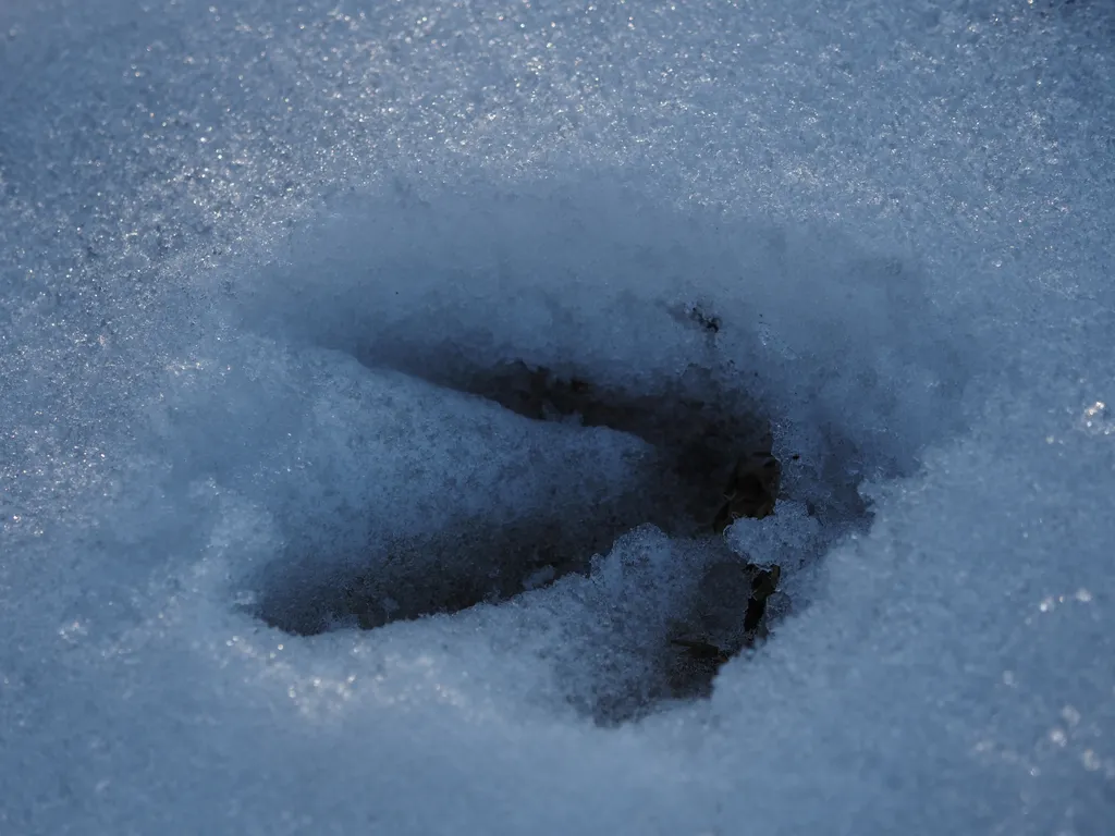 a gooseprint in the snow