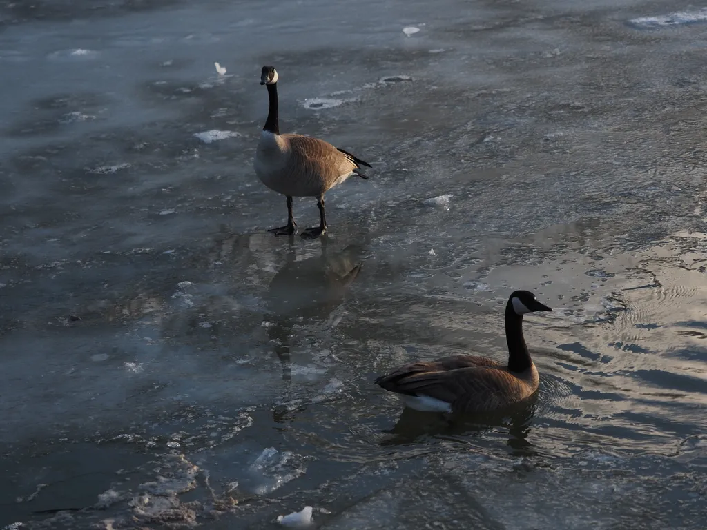 geese on a frozen river