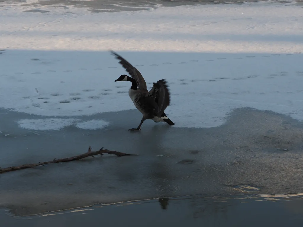a goose landing on a river