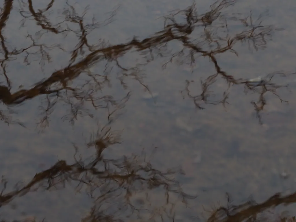 trees reflected in a river