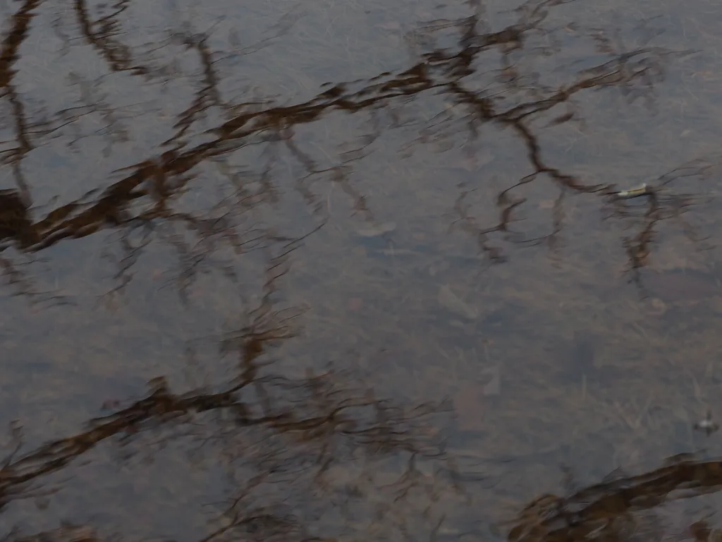 trees reflected in a puddle
