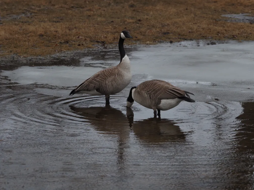 geese in a puddle