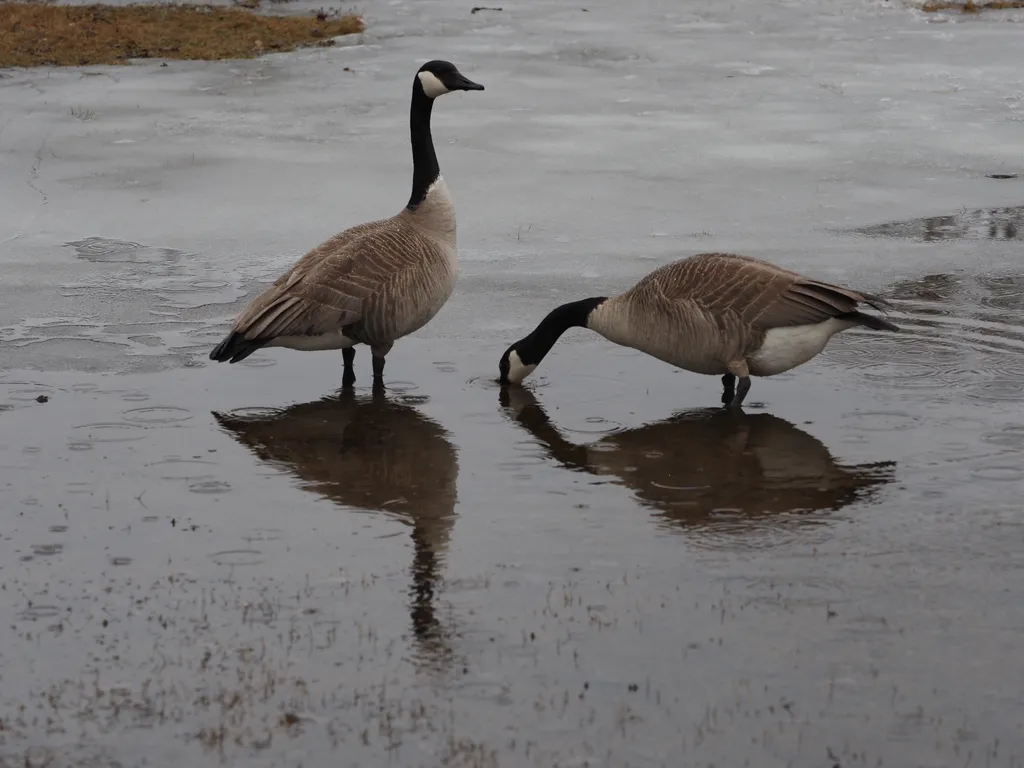 geese in a puddle