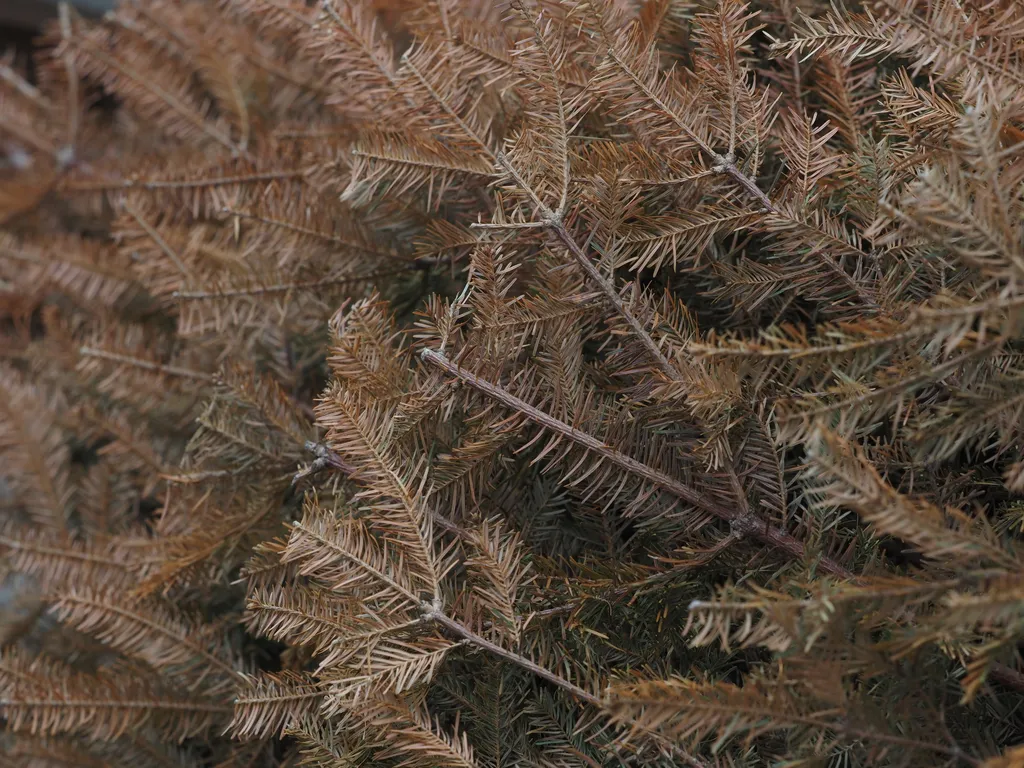 the dried branches of a nold christmas tree