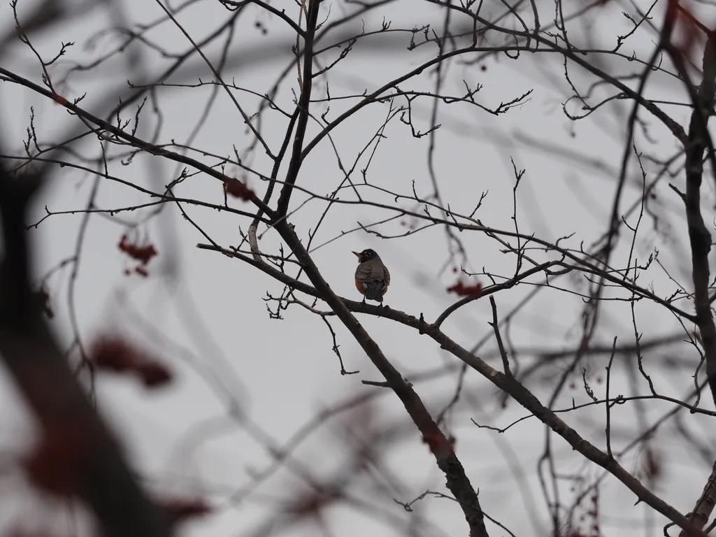 a robin in a tree