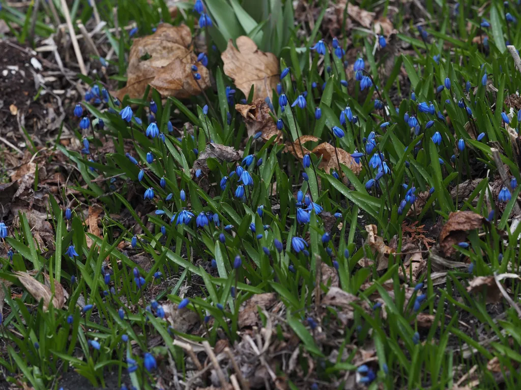 small blue flowers