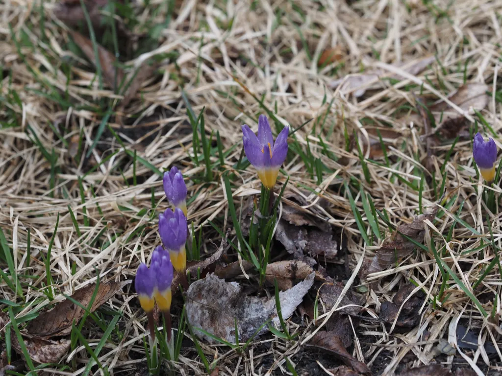 purple and yellow flowers among mostly-dead plants