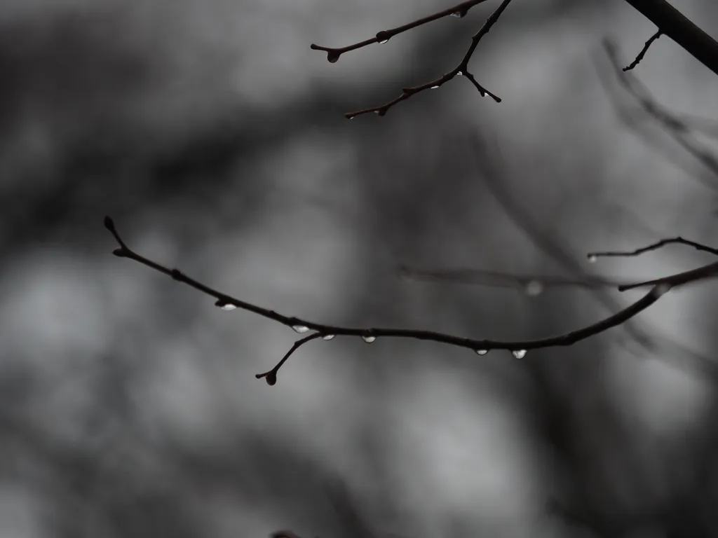 droplets on bare branches