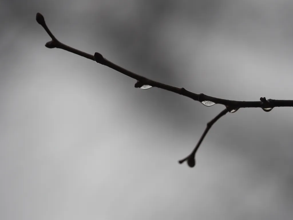 bare branches in droplets on bare branches