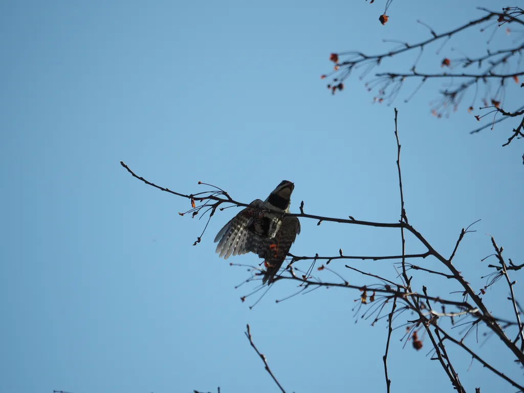 a woodpecker in a tree eating a berry