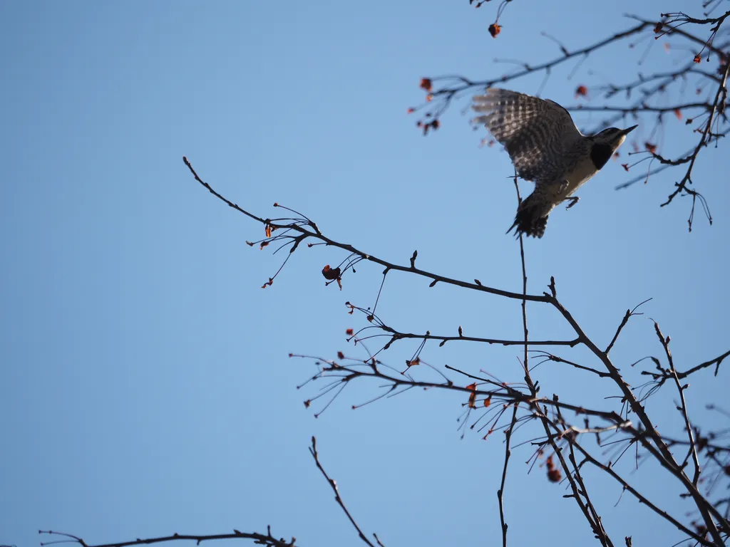 a woodpecker taking off from a tree